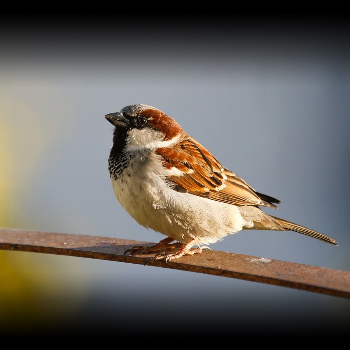 WORLD SPARROW DAY IN TAMIL